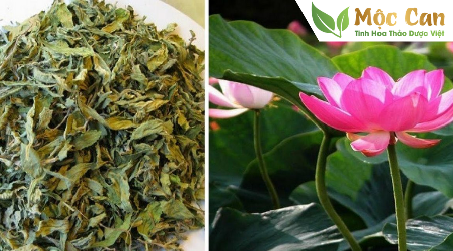 Tác dụng tuyệt vời của lá sen  1